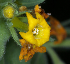 Lithospermum californicum
