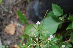Epilobium adenocaulon