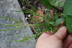 Epilobium adenocaulon
