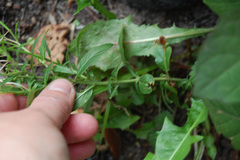 Epilobium adenocaulon