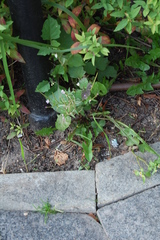 Epilobium adenocaulon