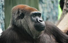 Gorilla gorilla