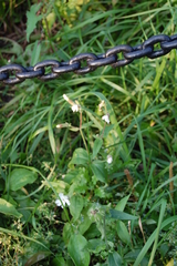 Silene latifolia alba