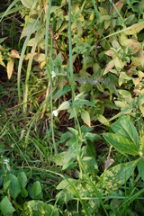 Silene latifolia alba