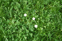 Bellis perennis