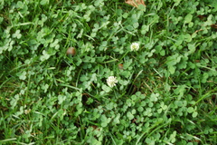 Trifolium repens