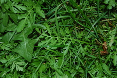 Rorippa sylvestris
