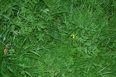 Rorippa sylvestris