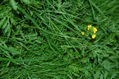 Rorippa sylvestris