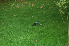 Corvus cornix