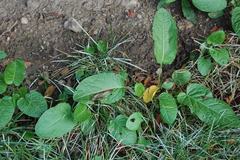Rumex obtusifolius