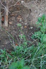 Capsella bursa-pastoris