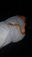 Leptodeira polysticta