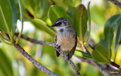 Rhipidura phasiana