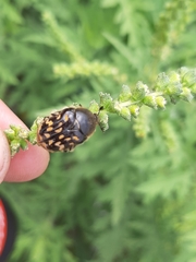 Euphoria subtomentosa