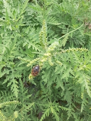 Euphoria subtomentosa