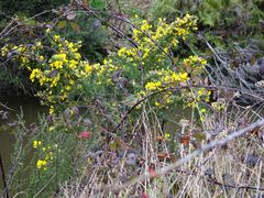 Zosterops lateralis lateralis