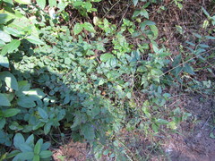 Desmodium marilandicum