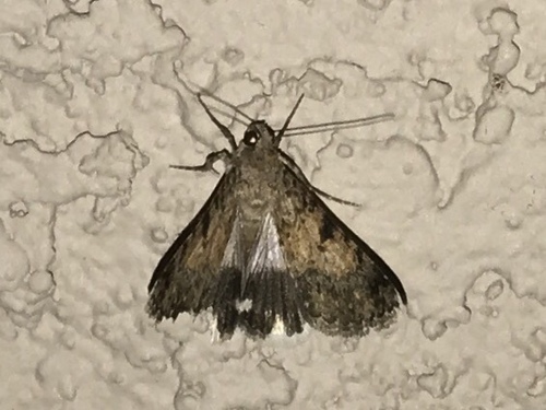 Forsebia Moth photo 3