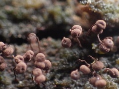 Cribraria cancellata