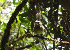 Chasiempis sclateri