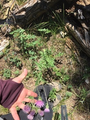 Cirsium remotifolium