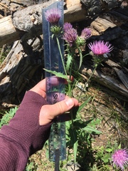 Cirsium remotifolium
