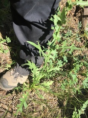 Cirsium remotifolium