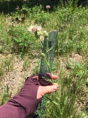 Cirsium remotifolium
