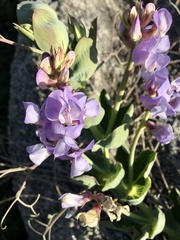 Lathyrus nervosus