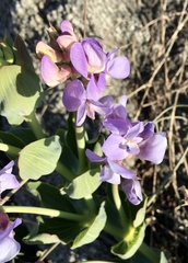 Lathyrus nervosus