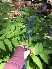 Osmorhiza purpurea