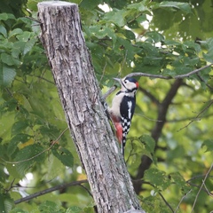 Dendrocopos major japonicus