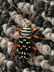 Placosternus erythropus