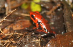 Andinobates cassidyhornae