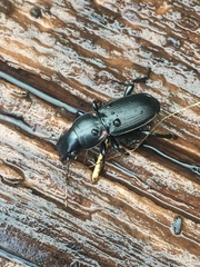 Secatophus australis