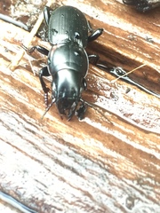 Secatophus australis