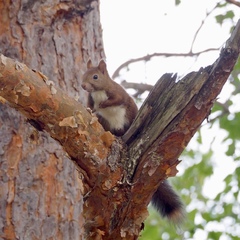 Sciurus vulgaris orientis