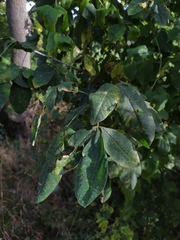 Uromyces pisi-sativi