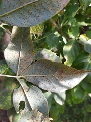 Uromyces pisi-sativi