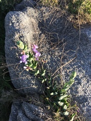 Lathyrus nervosus