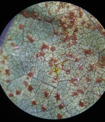 Uromyces pisi-sativi