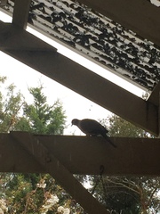 Streptopelia chinensis