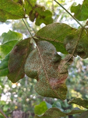 Uromyces pisi-sativi