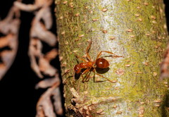 Notoncus spinisquamis