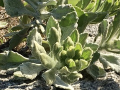 Senecio selloi