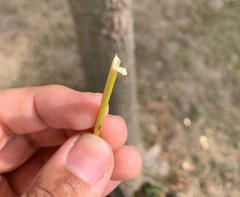 Liriodendron tulipifera