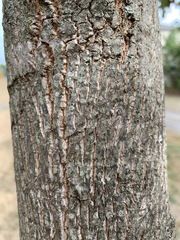Liriodendron tulipifera