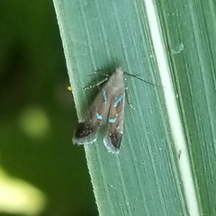 Strobisia proserpinella