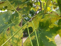 Liriodendron tulipifera